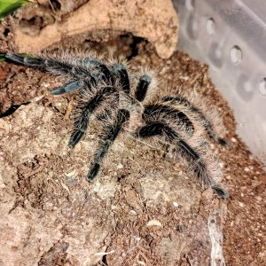 Tliltocatl albopilosus