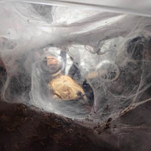 Chilobrachys fimbriatus