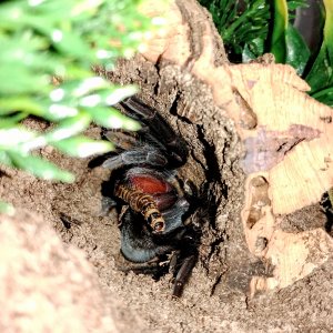 Tliltocatl epicureanum