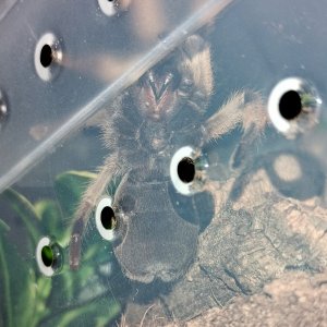 A. moderatum ventral