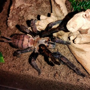 Chilobrachys fimbriatus