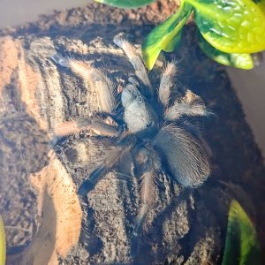 Aphonopelma moderatum