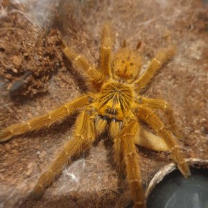 Pterinochilus Murinus Usambara