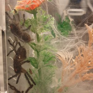 Monocentropus Balfouri