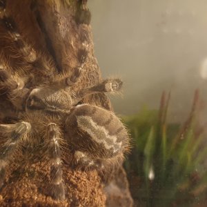 Fat Regalis