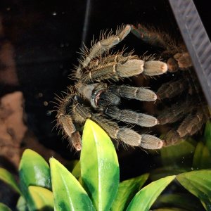 Lampropelma nigerrimum