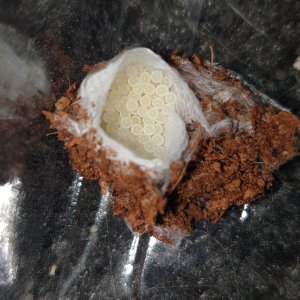 Eratigena species egg sac
