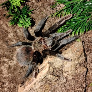 Tliltocatl epicureanus