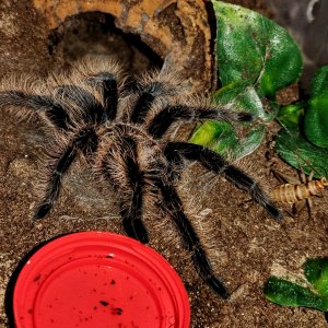 Tliltocatl albopilosus