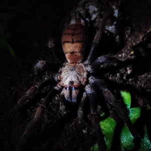 Chilobrachys fimbriatus