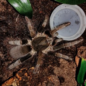 Hysterocrates gigas
