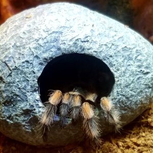 Brachypelma hamorii