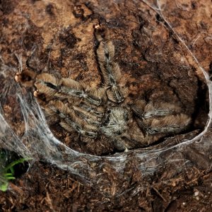 Heteroscodra maculata