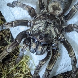 Calisoga longitarsis mature female.
