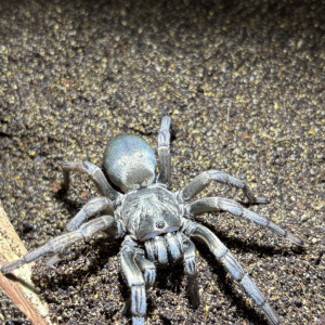 Calisoga longitarsis mature female