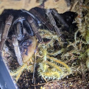 Calisoga longitarsis mature female munching on a roach