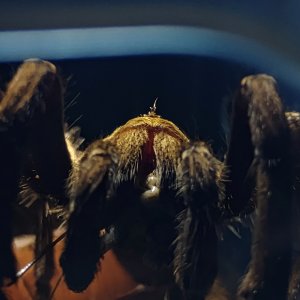 Pseudhapalopus sp.