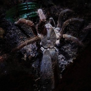 Hysterocrates gigas