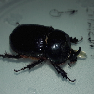 Xyloryctes thestalus - Western rhinoceros beetle