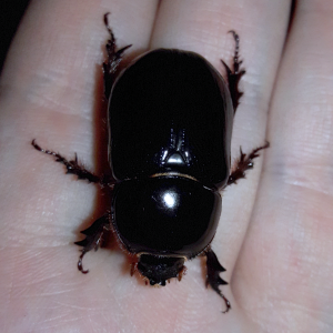 Xyloryctes thestalus- Western Rhinoceros Beetle (female)