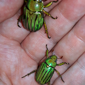 Chrysina gloriosa - Glorious jewel scarab