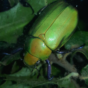 Chrysina beyeri- Beyer's jewel scarab