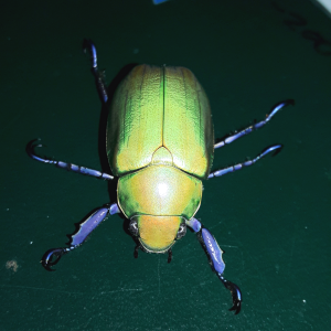 Chrysina beyeri - Beyer's jewel scarab
