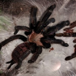 Chilobrachys fimbriatus