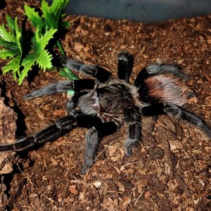 Tliltocatl epicureanus