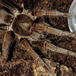 Hysterocrates gigas