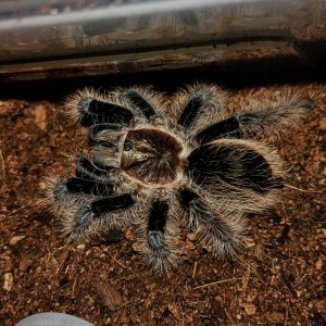 Tliltocatl albopilosus