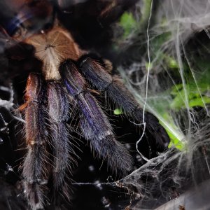 Chilobrachys fimbriatus