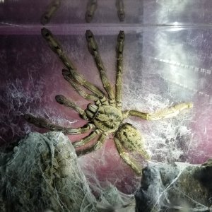 stromatopelma calceatum