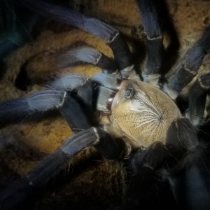 Phormingochilus sp. Hati Hati