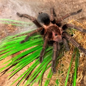 Phormictopus sp. Dominican Purple