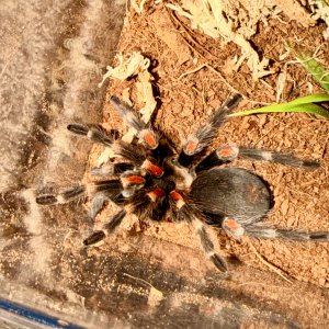 Brachypelma auratum