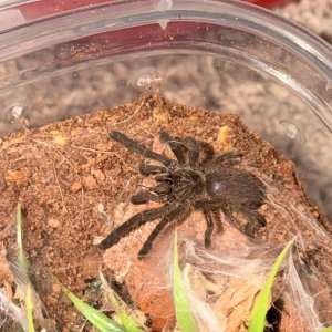 Pterinochilus murinus BCF “Tete”