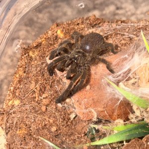 Pterinochilus murinus BCF “Tete