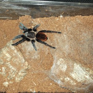 B. Vagans