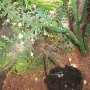 Heteroscodra maculata - Kofi