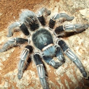 A. Seemanni post shed.