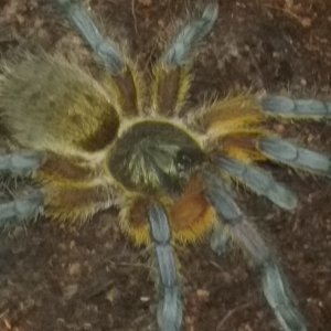 The lesser spotted Harpactira pulchripes