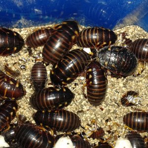 ivory head nymphs