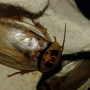 Ivory head roach - Eublaberus sp. ivory