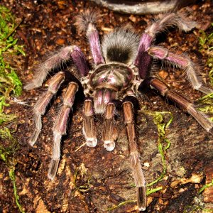 Pamphobeteus ultramarinus