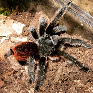 Aphonopelma behlei