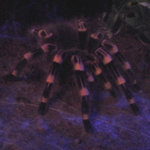 Genie (A. Geniculata) by "moonlight"