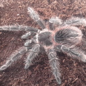 Lasiodora parahybana