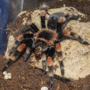 B. smithi