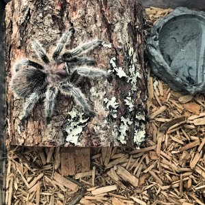 Grammostola Rosea